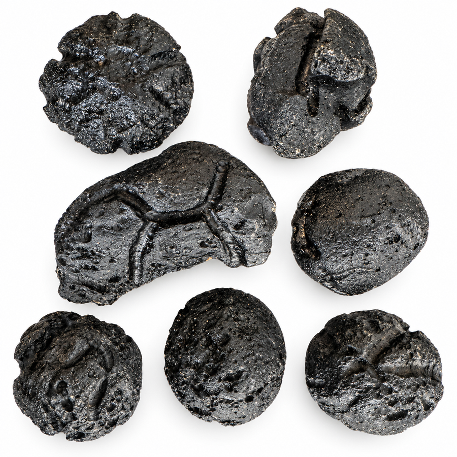 GeoFossils Philippine tektite specimens displayed together on a white background.