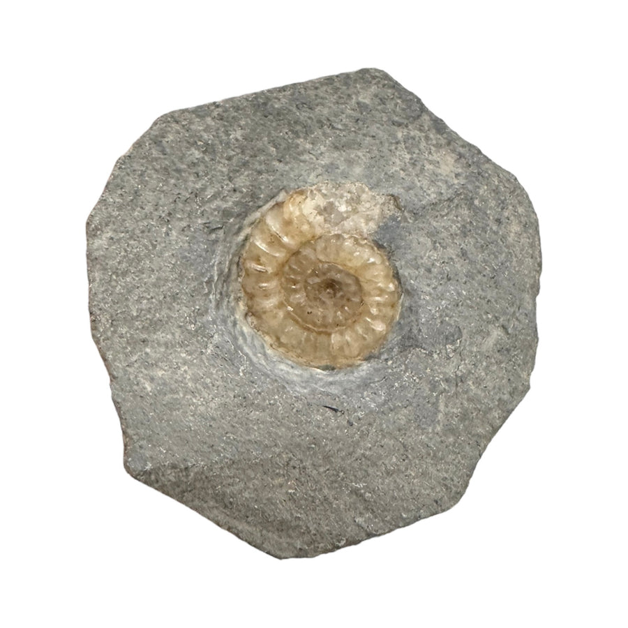 GeoFossils Promicroceras planicosta – calcite ammonite fossil, 2.5 cm (1 inch), Lower Lias (Obtusum Zone), Sinemurian, Charmouth, Dorset, UK Jurassic Coast. #2