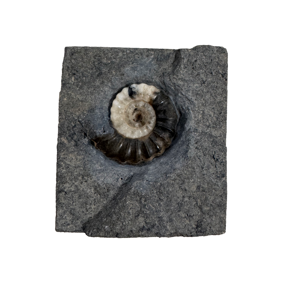 GeoFossils Promicroceras planicosta – calcite ammonite fossil, 2.5 cm (1 inch), Lower Lias (Obtusum Zone), Sinemurian, Charmouth, Dorset, UK Jurassic Coast. #3