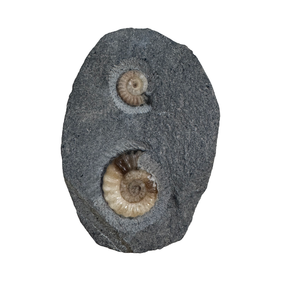 GeoFossils Promicroceras planicosta – calcite ammonite fossil, 2.5 cm (1 inch), Lower Lias (Obtusum Zone), Sinemurian, Charmouth, Dorset, UK Jurassic Coast. #4
