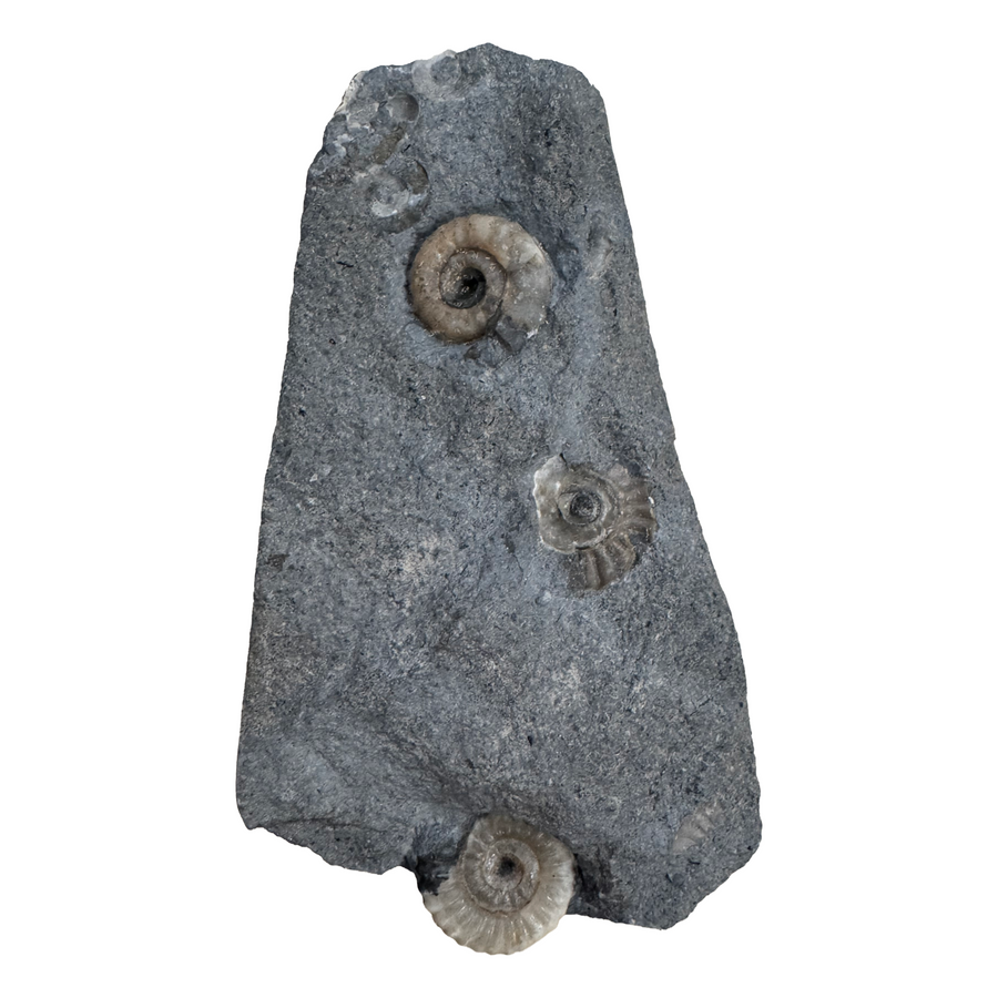 GeoFossils Promicroceras planicosta – calcite ammonite fossil, 2.5 cm (1 inch), Lower Lias (Obtusum Zone), Sinemurian, Charmouth, Dorset, UK Jurassic Coast. #5