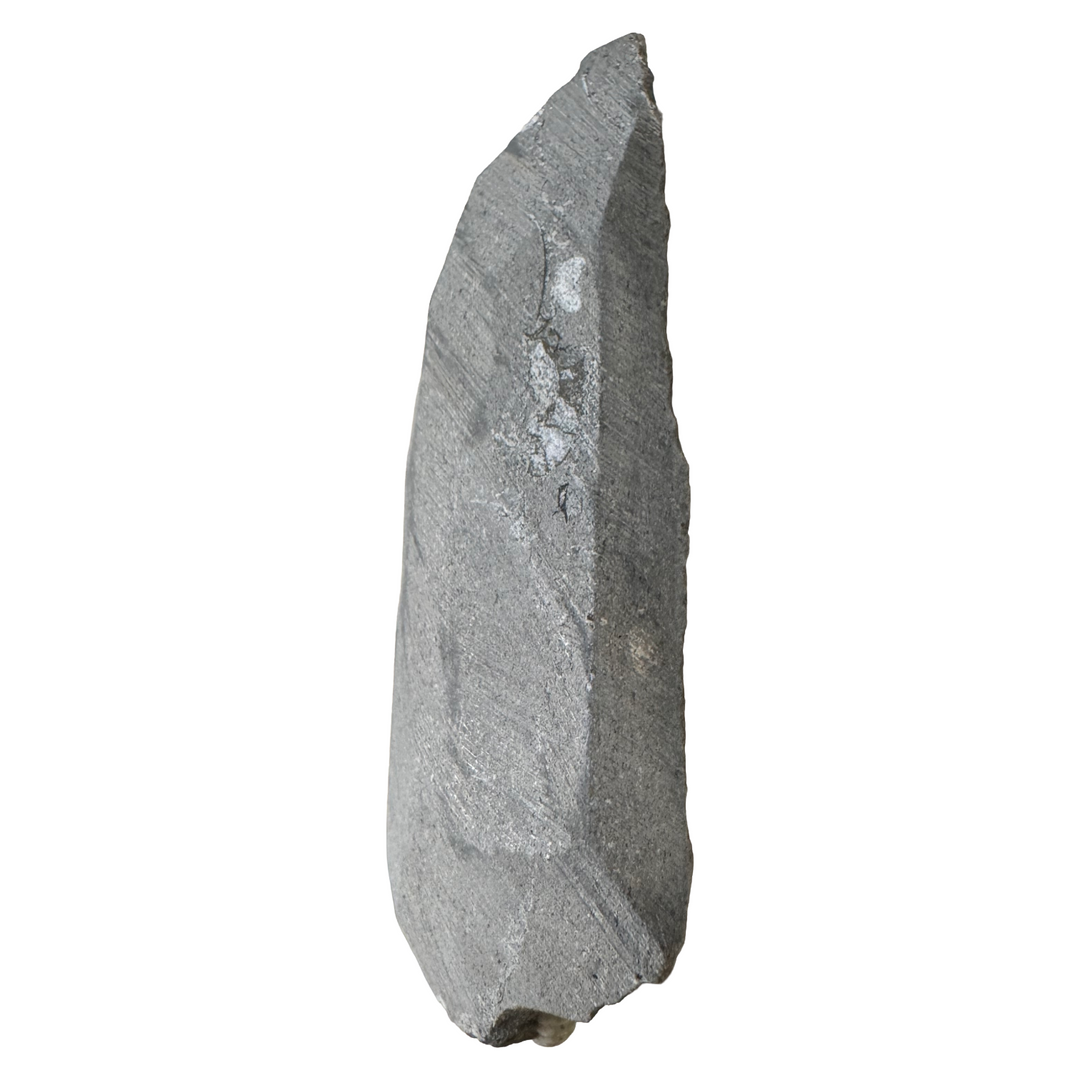 GeoFossils Promicroceras planicosta – calcite ammonite fossil, 2.5 cm (1 inch), Lower Lias (Obtusum Zone), Sinemurian, Charmouth, Dorset, UK Jurassic Coast. #5