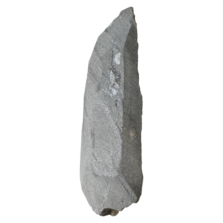 GeoFossils Promicroceras planicosta – calcite ammonite fossil, 2.5 cm (1 inch), Lower Lias (Obtusum Zone), Sinemurian, Charmouth, Dorset, UK Jurassic Coast. #5