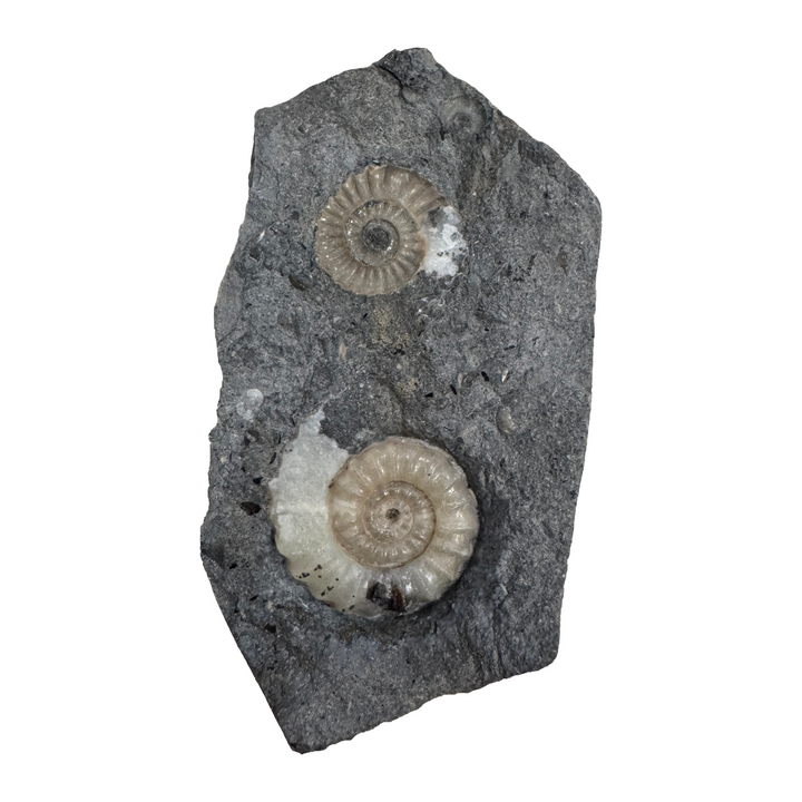 GeoFossils Promicroceras planicosta – calcite ammonite fossil, 2.5 cm (1 inch), Lower Lias (Obtusum Zone), Sinemurian, Charmouth, Dorset, UK Jurassic Coast.#6