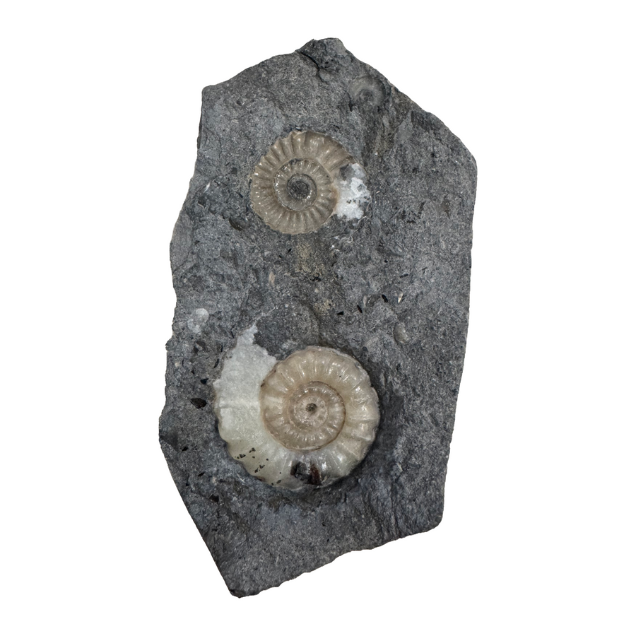 GeoFossils Promicroceras planicosta – calcite ammonite fossil, 2.5 cm (1 inch), Lower Lias (Obtusum Zone), Sinemurian, Charmouth, Dorset, UK Jurassic Coast.#6