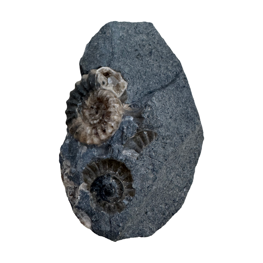 GeoFossils Promicroceras planicosta – calcite ammonite fossil, 2.5 cm (1 inch), Lower Lias (Obtusum Zone), Sinemurian, Charmouth, Dorset, UK Jurassic Coast. #7