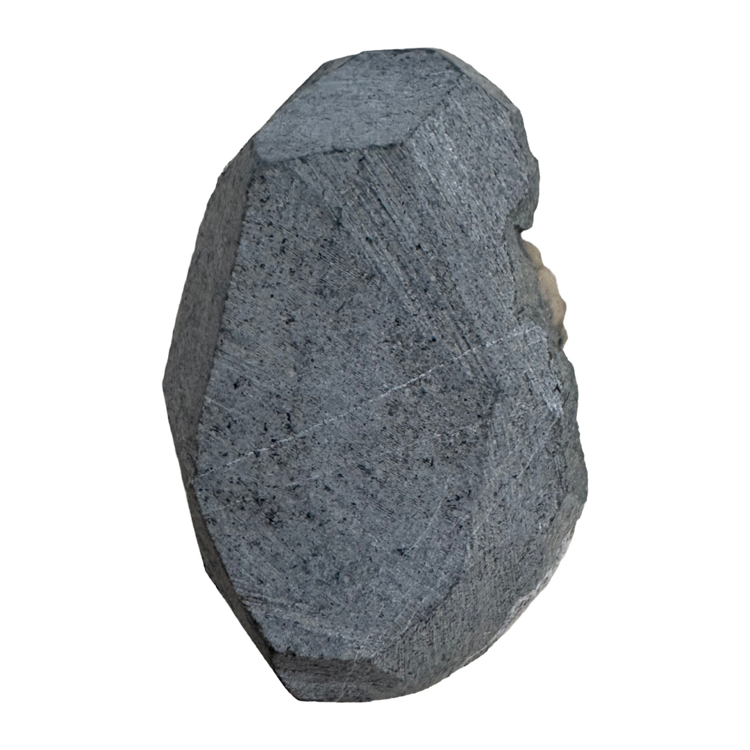 GeoFossils Promicroceras planicosta – calcite ammonite fossil, 2.5 cm (1 inch), Lower Lias (Obtusum Zone), Sinemurian, Charmouth, Dorset, UK Jurassic Coast. #7