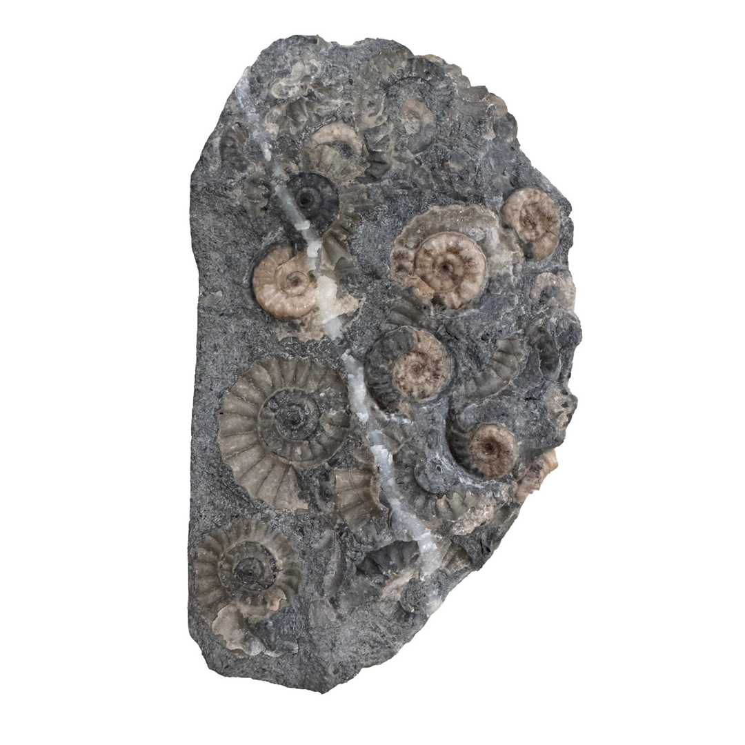 GeoFossils Promicroceras planicosta – calcite ammonite fossil, 2.5 cm (1 inch), Lower Lias (Obtusum Zone), Sinemurian, Charmouth, Dorset, UK Jurassic Coast.#8