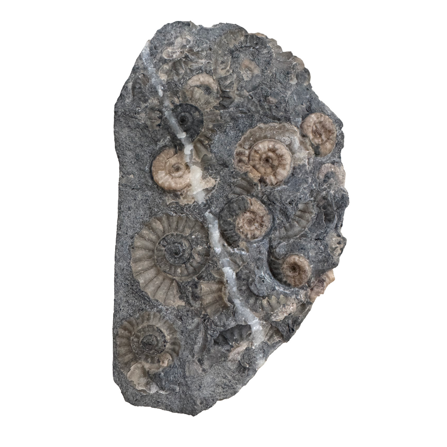 GeoFossils Promicroceras planicosta – calcite ammonite fossil, 2.5 cm (1 inch), Lower Lias (Obtusum Zone), Sinemurian, Charmouth, Dorset, UK Jurassic Coast.#8
