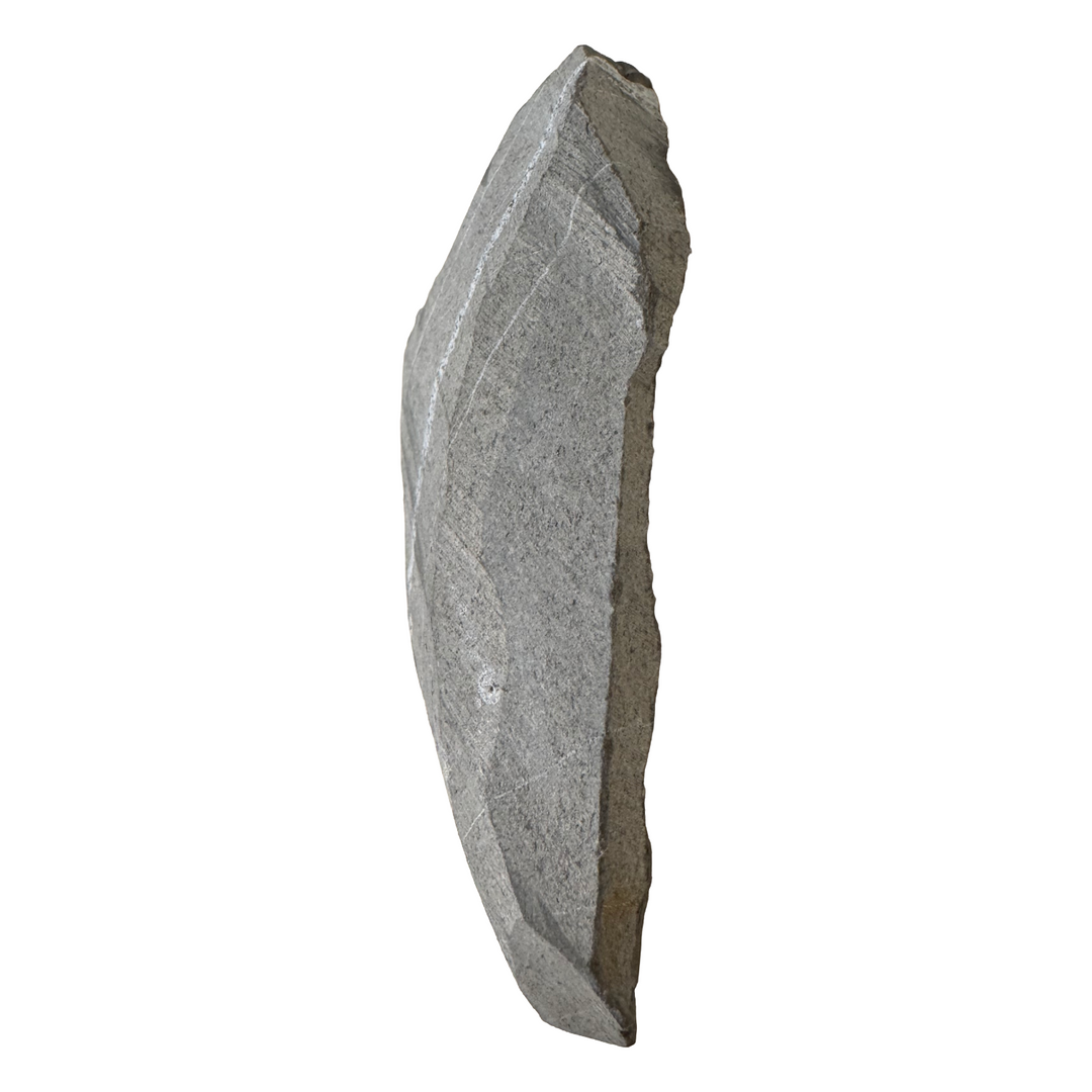GeoFossils Promicroceras planicosta – calcite ammonite fossil, 2.5 cm (1 inch), Lower Lias (Obtusum Zone), Sinemurian, Charmouth, Dorset, UK Jurassic Coast.#8