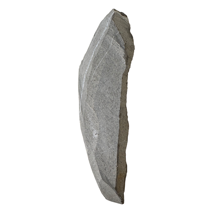 GeoFossils Promicroceras planicosta – calcite ammonite fossil, 2.5 cm (1 inch), Lower Lias (Obtusum Zone), Sinemurian, Charmouth, Dorset, UK Jurassic Coast.#8