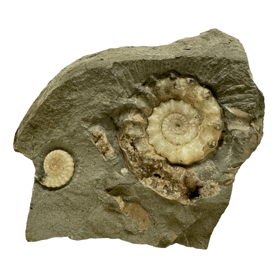 GeoFossils Promicroceras planicosta – calcite ammonite fossil, 2.5 cm (1 inch), Lower Lias (Obtusum Zone), Sinemurian, Charmouth, Dorset, UK Jurassic Coast. #9