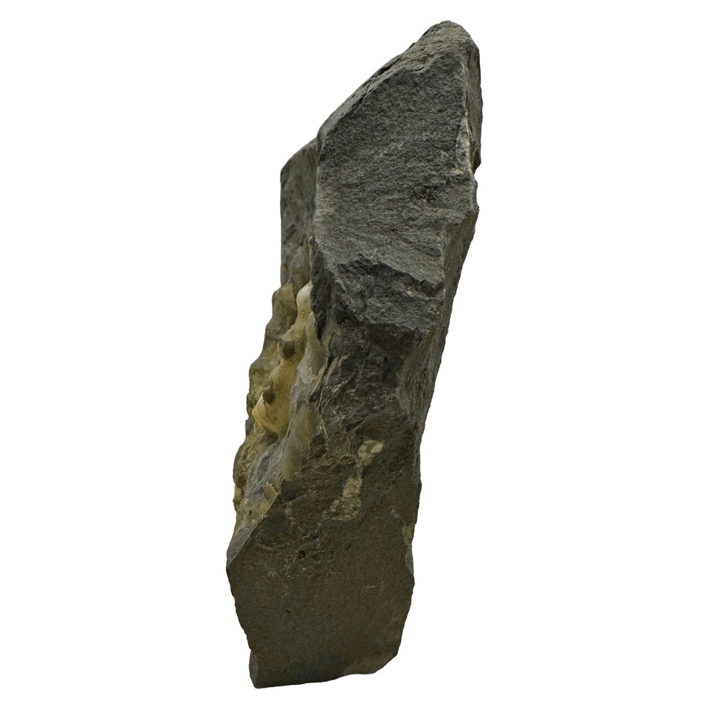 GeoFossils Promicroceras planicosta – calcite ammonite fossil, 2.5 cm (1 inch), Lower Lias (Obtusum Zone), Sinemurian, Charmouth, Dorset, UK Jurassic Coast. #9
