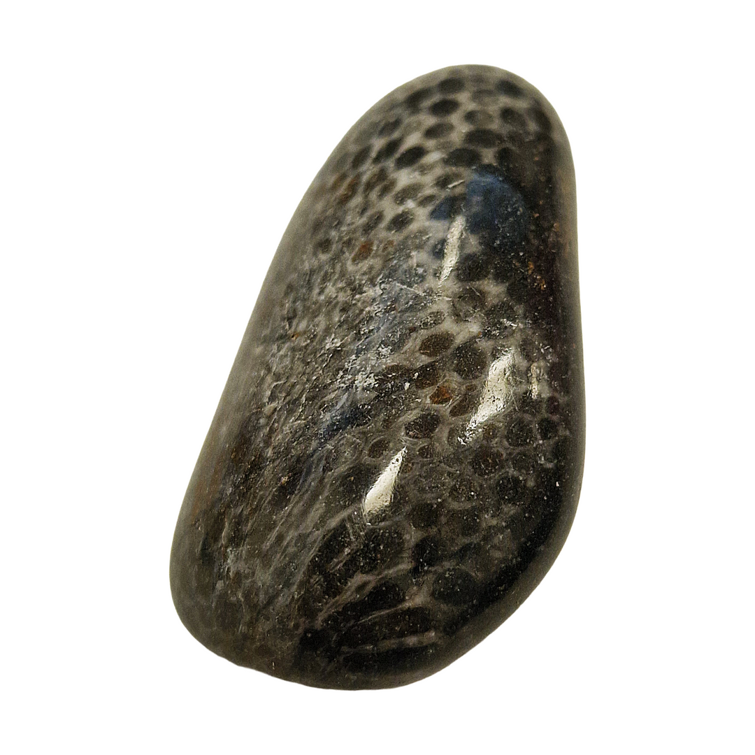 Black Petoskey Fossilised Coral Tumble Stone – Ancient Earth Energy for Wisdom, Stability and Ancestral Connection