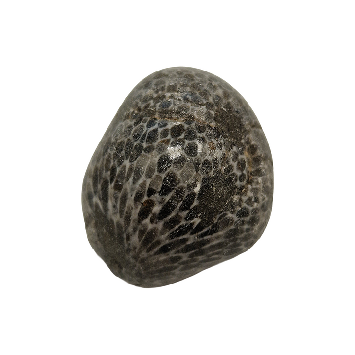 Black Petoskey Fossilised Coral Tumble Stone – Ancient Earth Energy for Wisdom, Stability and Ancestral Connection
