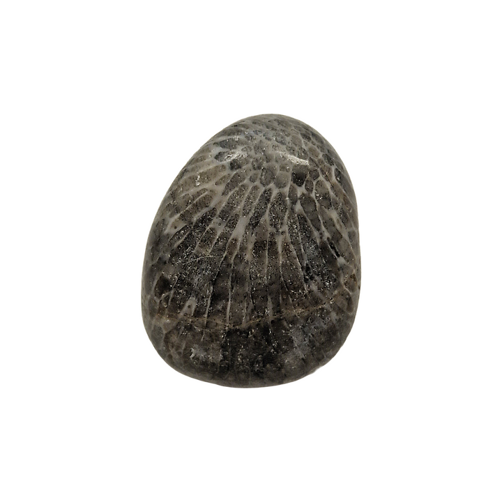 Black Petoskey Fossilised Coral Tumble Stone – Ancient Earth Energy for Wisdom, Stability and Ancestral Connection