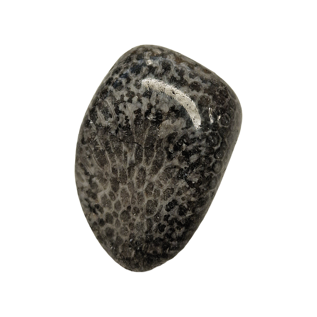 Black Petoskey Fossilised Coral Tumble Stone – Ancient Earth Energy for Wisdom, Stability and Ancestral Connection