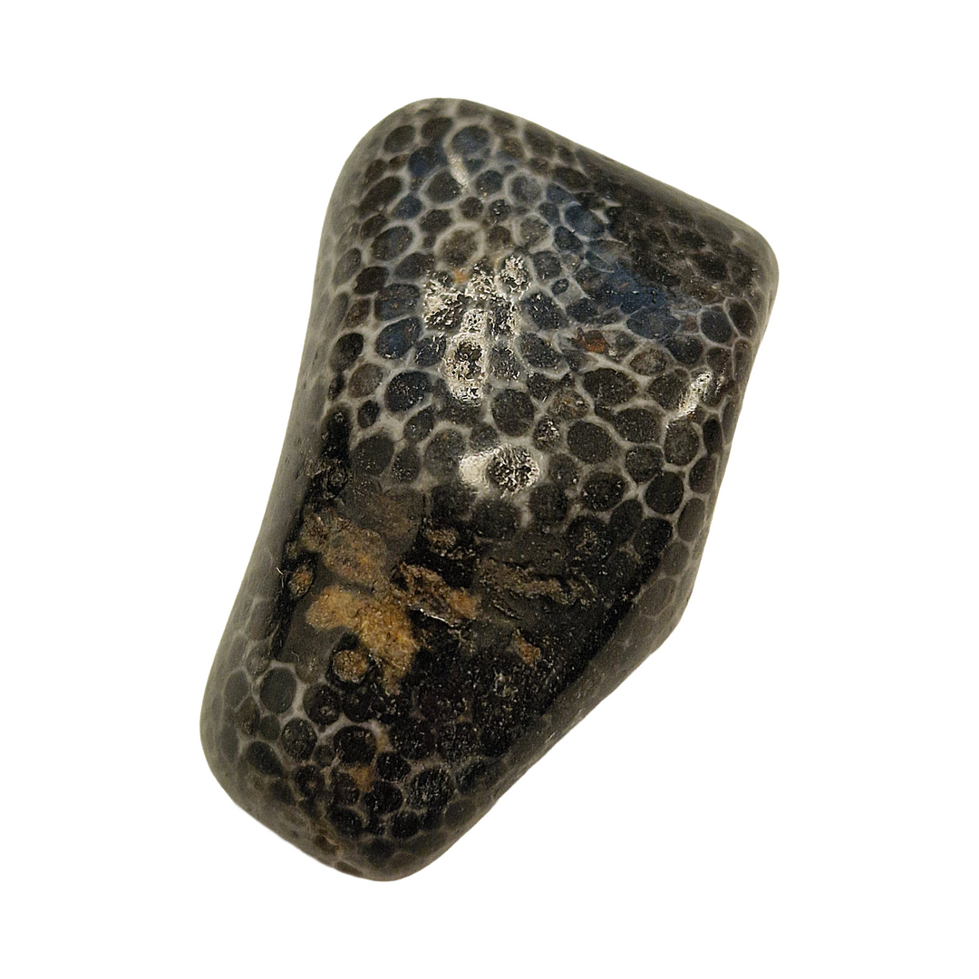 Black Petoskey Fossilised Coral Tumble Stone – Ancient Earth Energy for Wisdom, Stability and Ancestral Connection