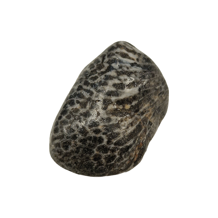 Black Petoskey Fossilised Coral Tumble Stone – Ancient Earth Energy for Wisdom, Stability and Ancestral Connection