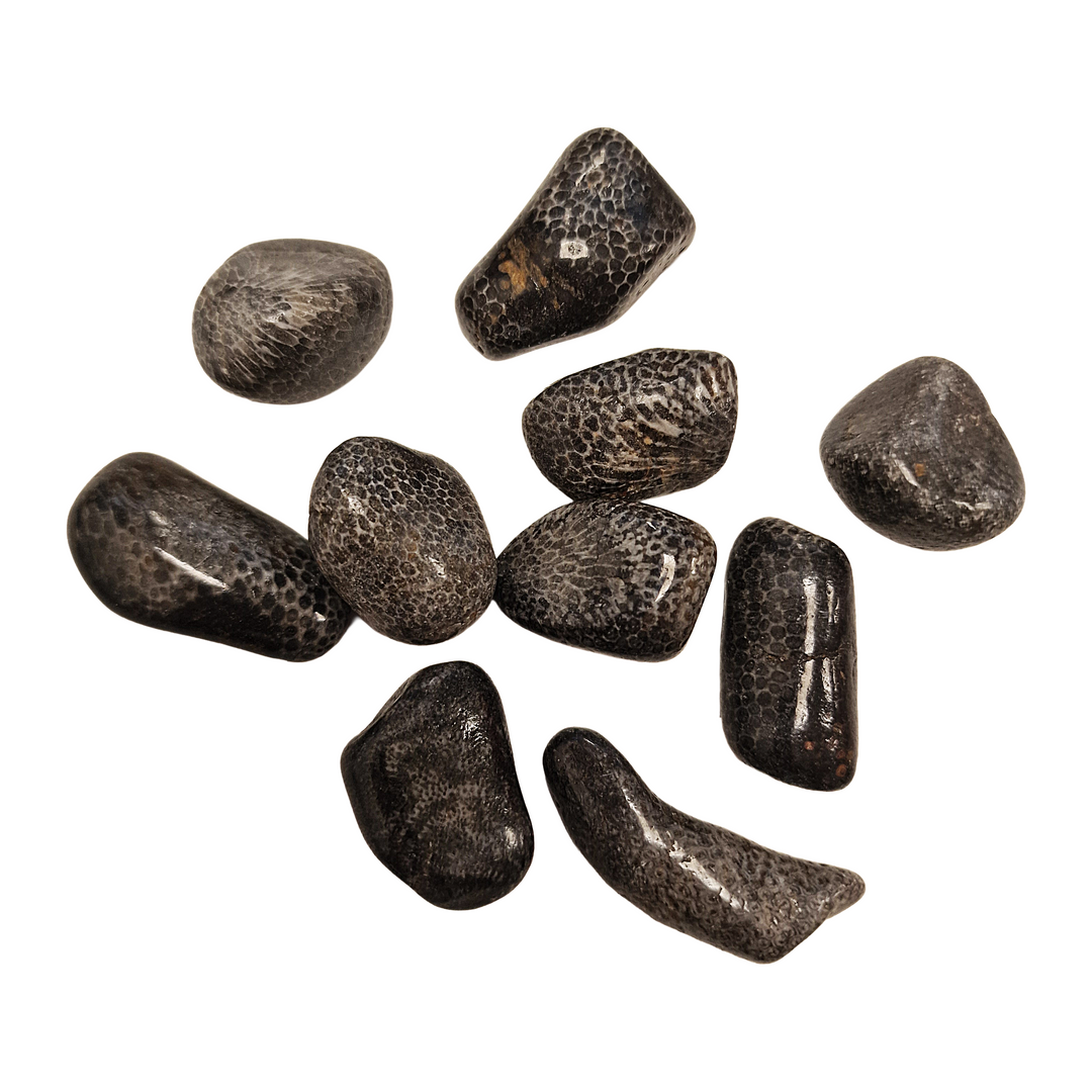 Black Petoskey Fossilised Coral Tumble Stone – Ancient Earth Energy for Wisdom, Stability and Ancestral Connection