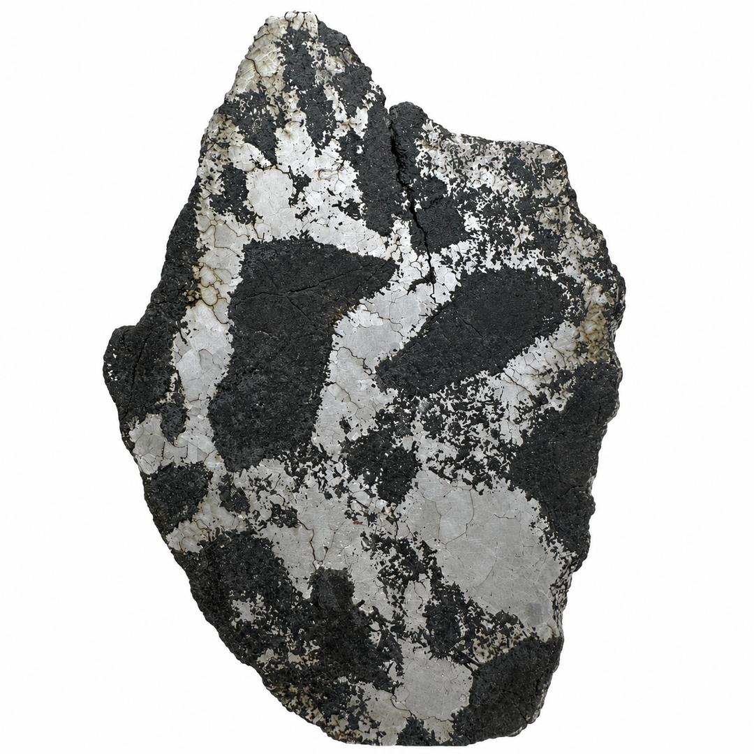 Silicated Campo del Cielo meteorite slice 411 from Argentina on a white background.