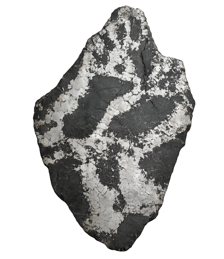 Silicated Campo del Cielo meteorite slice 413 from Argentina on a white background.