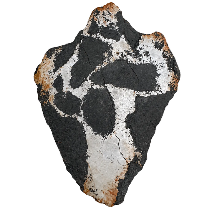 Silicated Campo del Cielo meteorite slice 414 from Argentina on a white background.