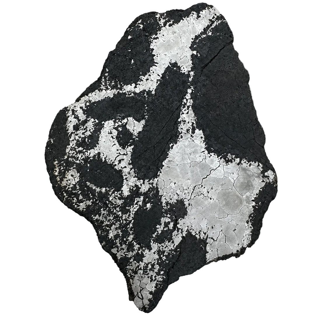 Silicated Campo del Cielo meteorite slice 416 from Argentina on a white background.