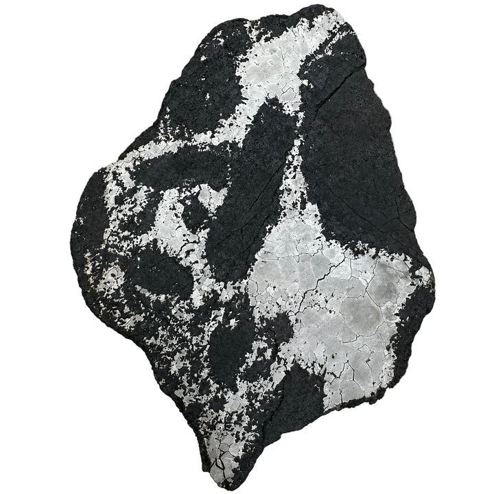 Silicated Campo del Cielo meteorite slice 416 from Argentina on a white background.