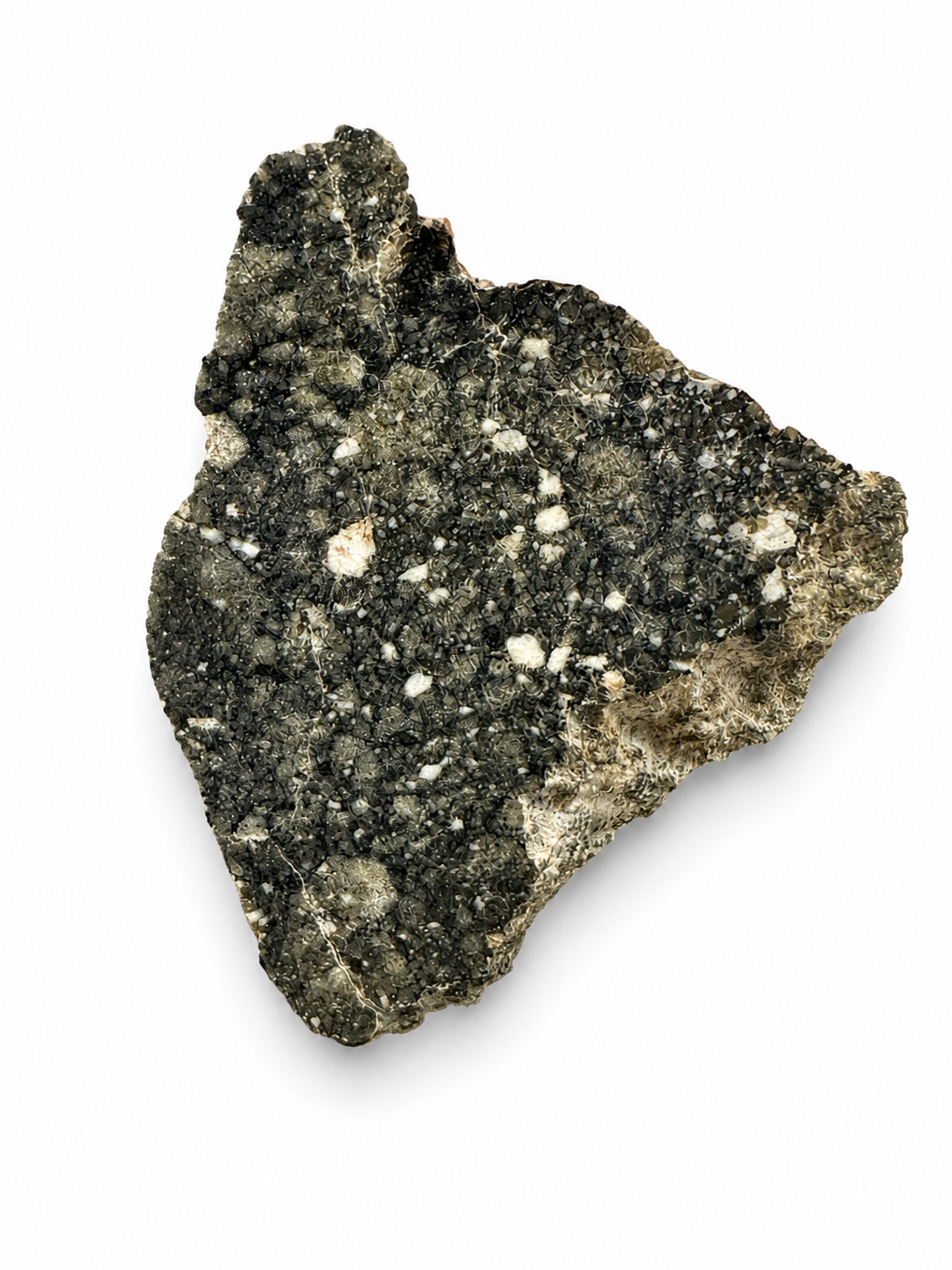 Collector-grade Timimoun 002 polished meteorite specimen.