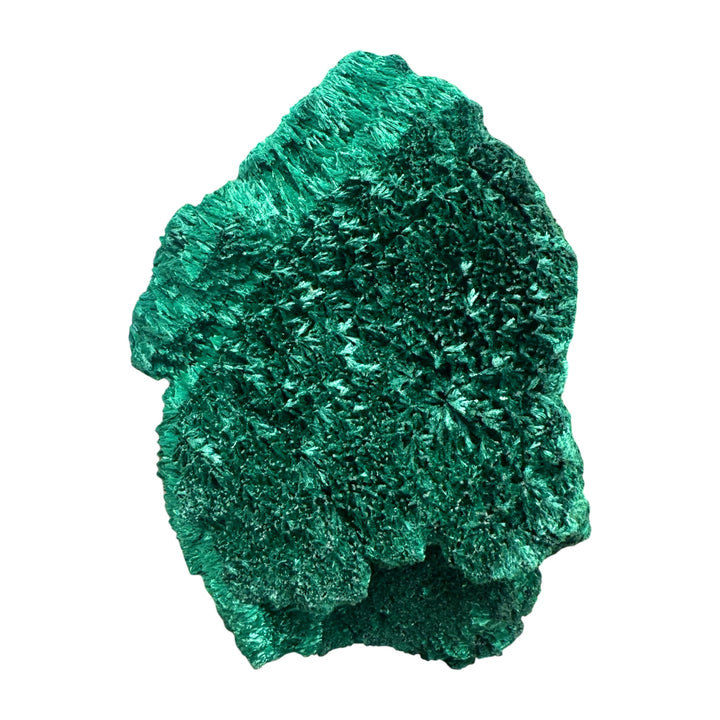 Natural Congo Velvet Malachite collector mineral with shimmering radial crystal formations and intricate textured surfaces.