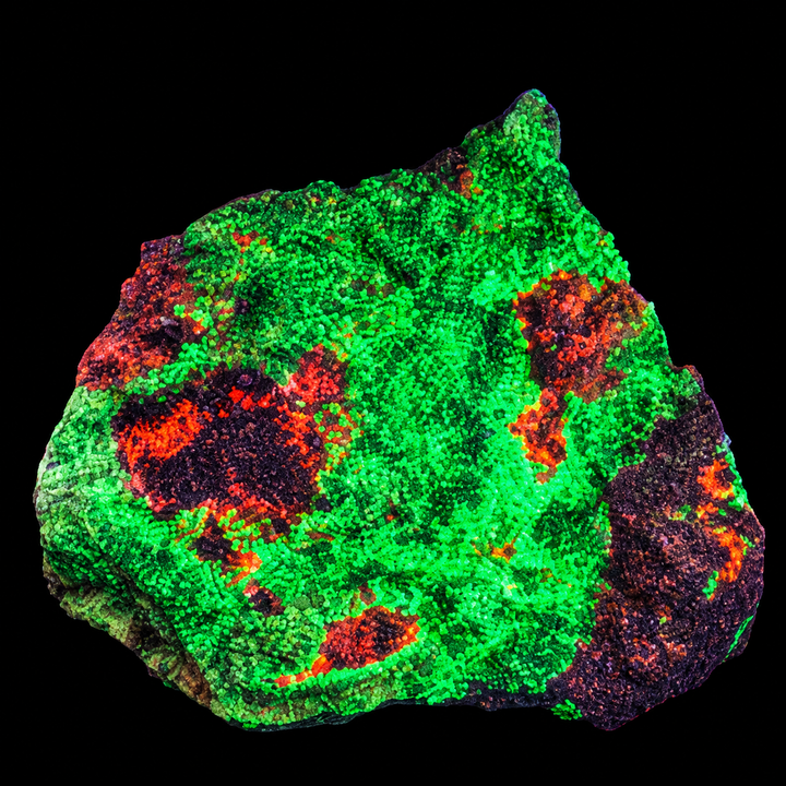 GeoFossils Willemite with Mangano Calcite Specimen 160 displaying green fluorescence with orange speckles under UV light