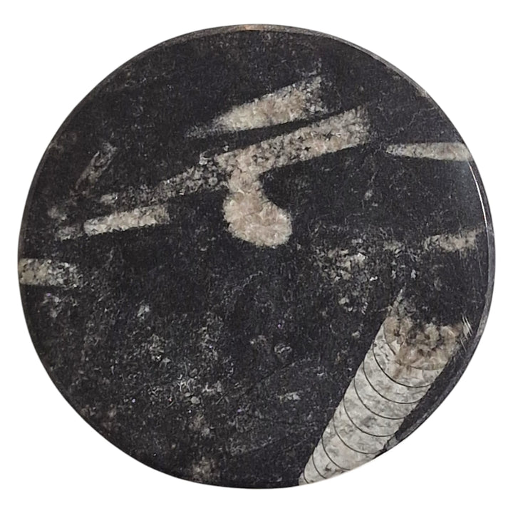 Orthoceras Flower of Life Charging Disc – Round | Grounding, Ancient Wisdom, & Spiritually Harmonising – Unique to GeoFossils