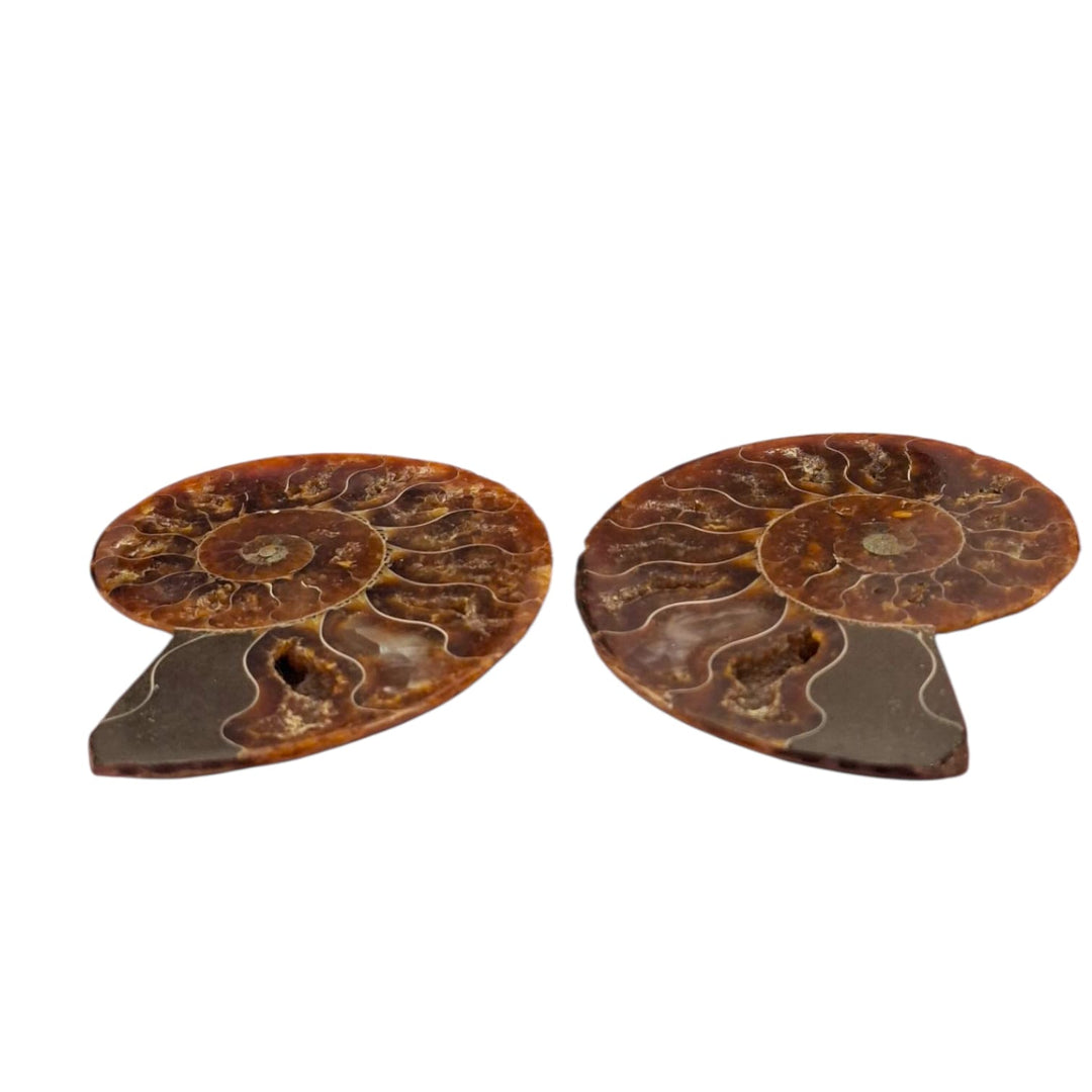 Cleoniceras  Ammonite Fossil Cut Pairs 5-7cm ideal as Gifts