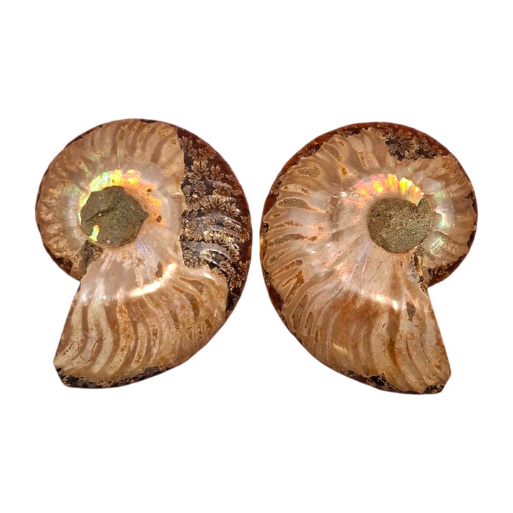 Cleoniceras  Ammonite Fossil Cut Pairs 5-7cm ideal as Gifts