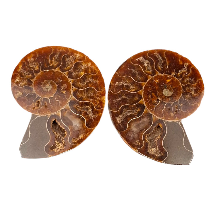 Cleoniceras  Ammonite Fossil Cut Pairs 5-7cm ideal as Gifts