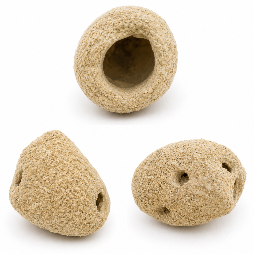 Rebuffoichnus guanche Trace Fossil Insect Chamber | Fossil Bee Nest | Fuerteventura Canary Islands