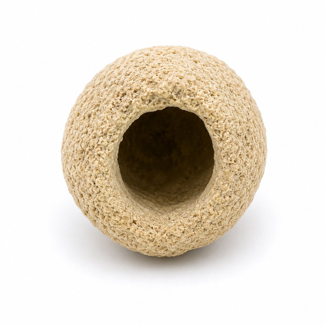 Rebuffoichnus guanche Trace Fossil Insect Chamber | Fossil Bee Nest | Fuerteventura Canary Islands
