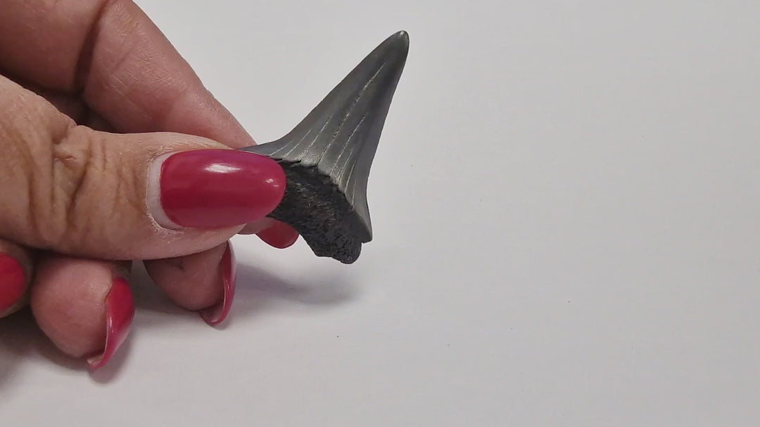 Rotating AAA grade Megalodon shark tooth fossil showing serrations enamel and root structure