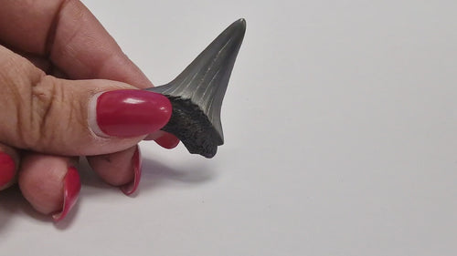 Rotating AAA grade Megalodon shark tooth fossil showing serrations enamel and root structure