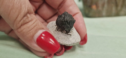 Rotating view of an enrolled Phacops trilobite fossil from Morocco showing detailed preservation and natural limestone matrix.
