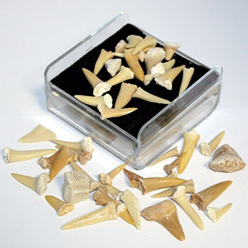 Shark Tooth Fossil Set