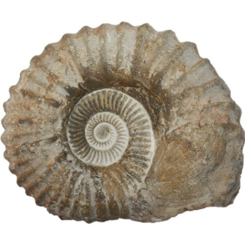GeoFossils - Agadir Ammonite - Devonian Period 320million years +