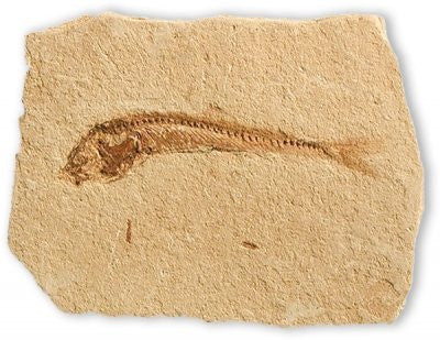 Kinghtia Alta Fossil Fish