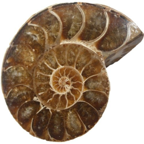 Fossils for Children - Starter Collection (Kit 2) - 10 GENUINE fossils NO DUPLICATION; Dinosaur Coprolite (Poo), Brachiopod, Gastropod, Spinosaurus Tooth, Ammonite