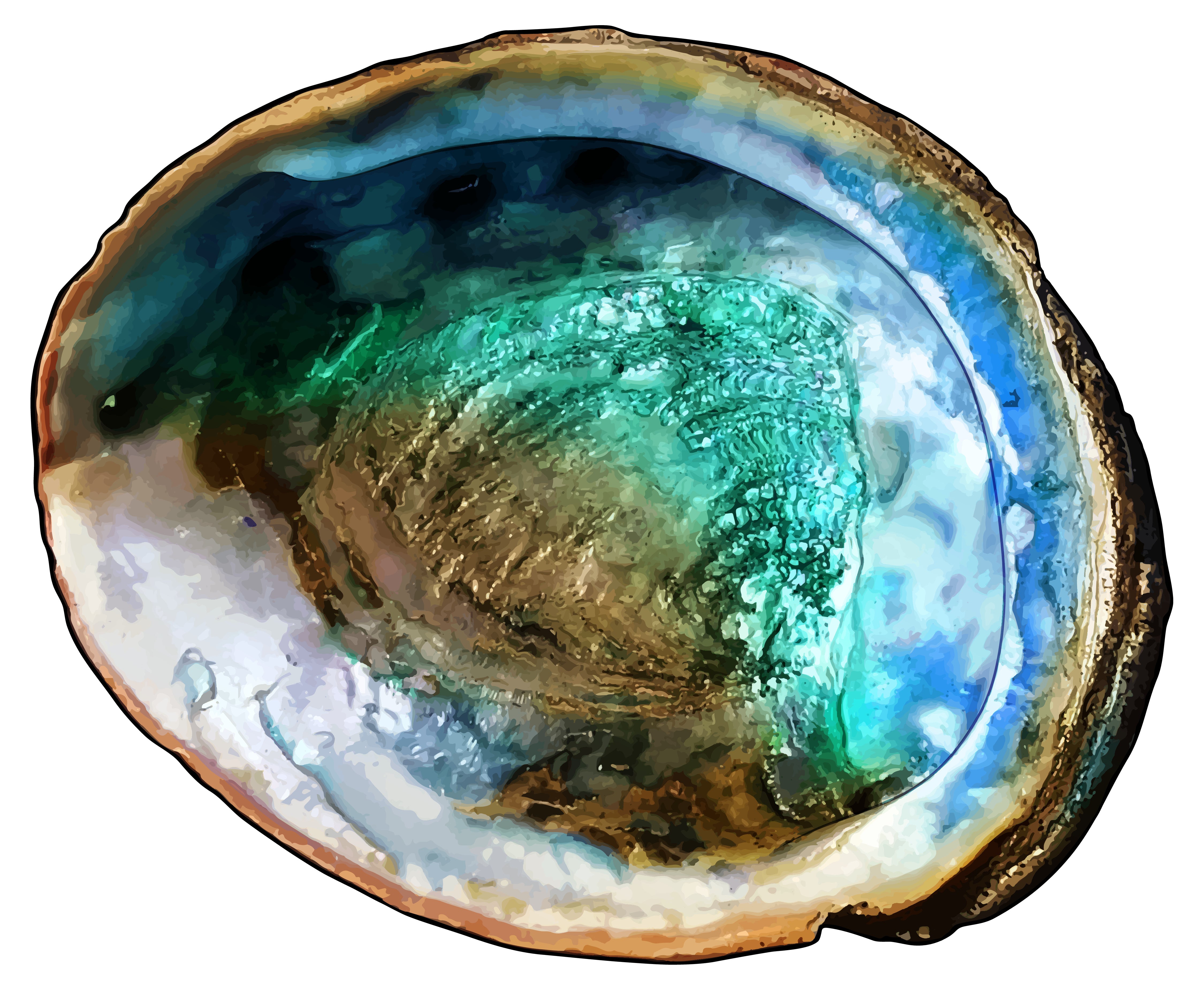 Green Abalone Shell 6-8inch