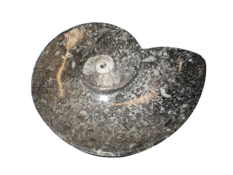 Ammonite Shape Goniatite Fossil Charging Cleansing Bowl Shell shaped, black and white, shiny, polished