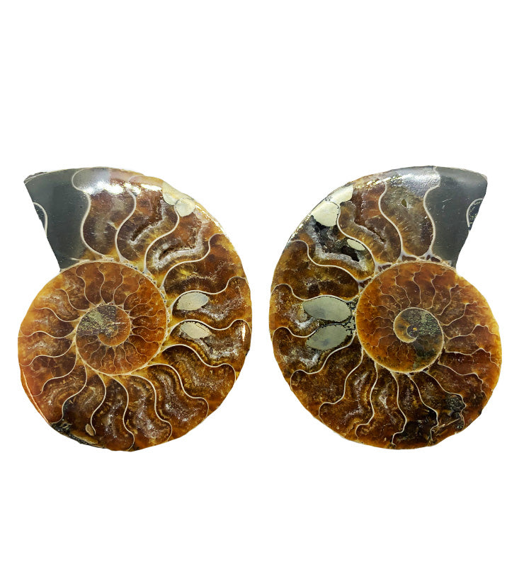 Cleoniceras  Ammonite Fossil Cut Pairs 5-7cm