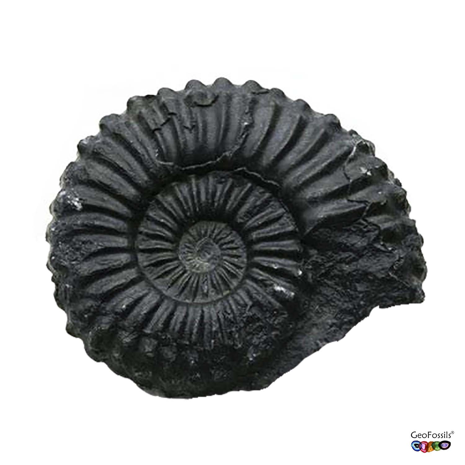 GeoFossils Black Ammonite Asteroceras