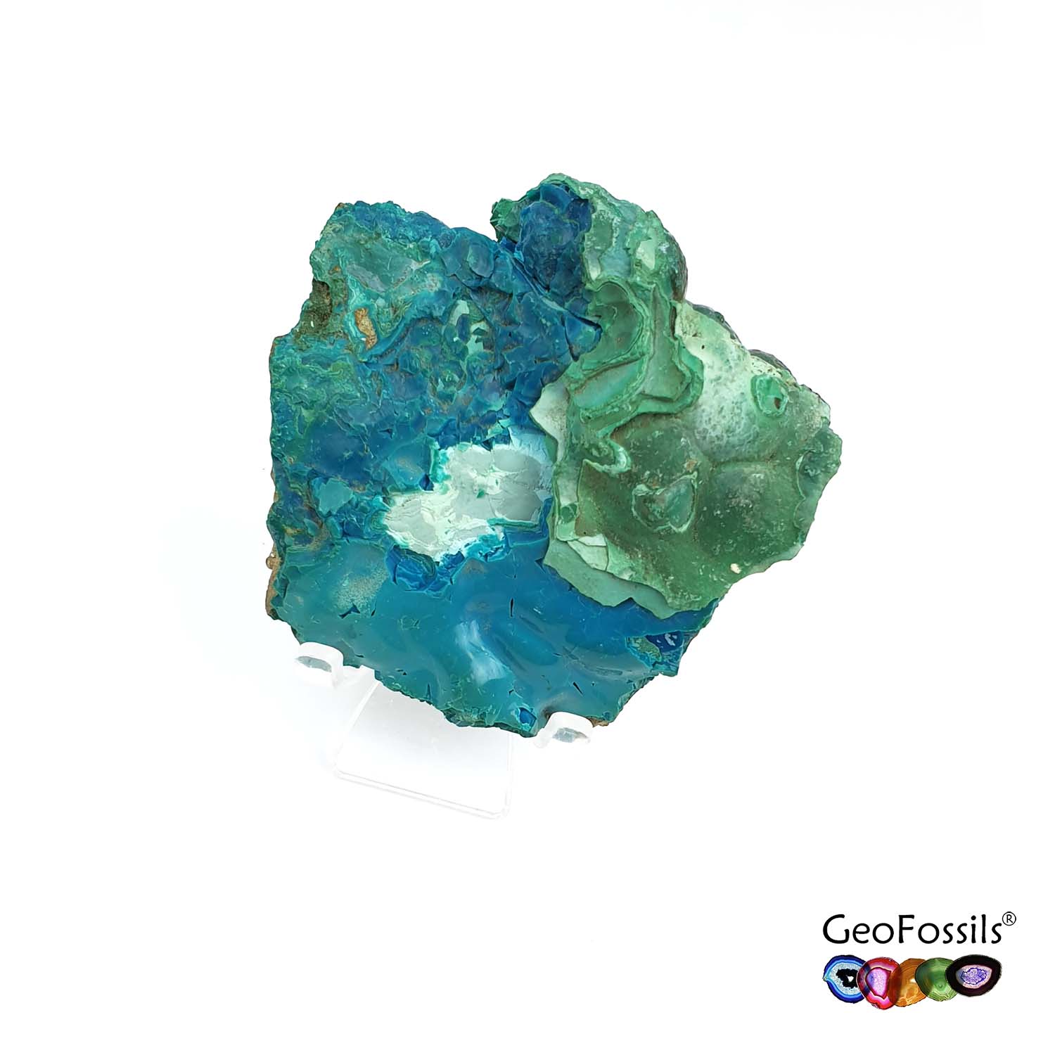 GeoFossils Natural Botryoidal Chrysocolla Mineral Specimen